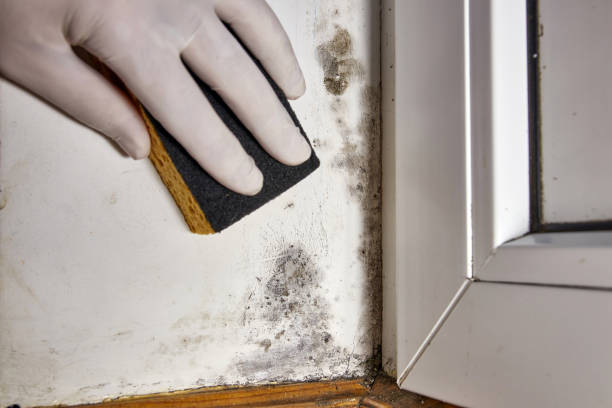 Best Commercial Mold Inspection  in Spotswood, NJ
